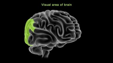 İnsan beyni anatomisi. 3d illüstrasyon
