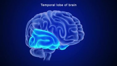 İnsan beyni anatomisi. 3d illüstrasyon