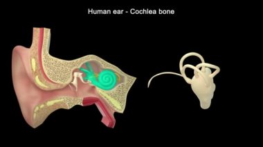 İnsan Kulağı Anatomisi. 3d illüstrasyon
