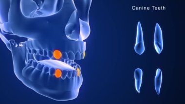 insan dişleri anatomisi. 3D çizim