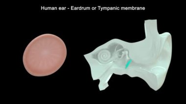 İnsan Kulağı Anatomisi. 3d illüstrasyon