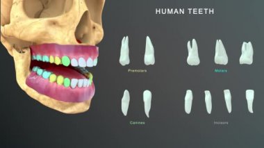 insan dişleri anatomisi. 3D çizim