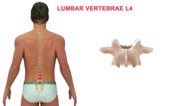 Vértebras Coluna Vertebral Humana São Divididas Diferentes Regiões Que Correspondem — Vídeo de Stock