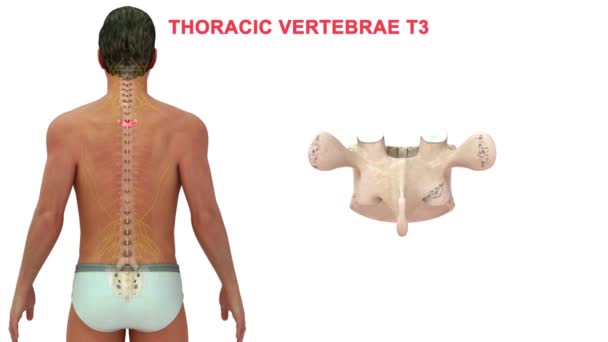 Vertebrae Human Kotpelare Indelade Olika Regioner Vilket Motsvarar Ryggradskolonnens Kurvor — Stockvideo