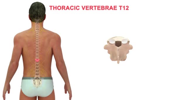 Las Vértebras Columna Vertebral Humana Dividen Diferentes Regiones Que Corresponden — Vídeo de stock