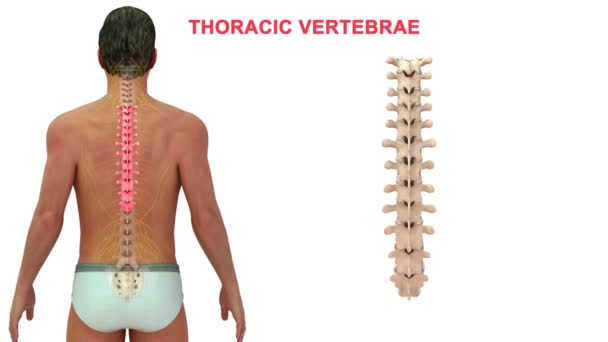 Las Vértebras Columna Vertebral Humana Dividen Diferentes Regiones Que Corresponden — Vídeo de stock