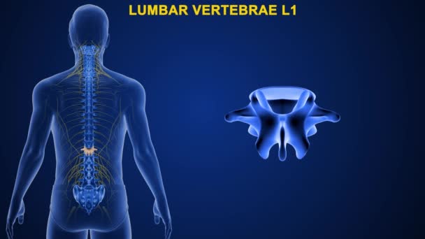 Las Vértebras Columna Vertebral Humana Dividen Diferentes Regiones Que Corresponden — Vídeo de stock