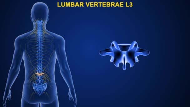 Vértebras Coluna Vertebral Humana São Divididas Diferentes Regiões Que Correspondem — Vídeo de Stock