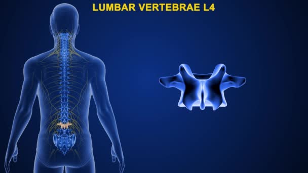 라에는 영역으로 나뉘어 있는데 영역은 척골의 일치한다 등뼈의 이름은 이름에서 — 비디오