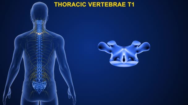 Las Vértebras Columna Vertebral Humana Dividen Diferentes Regiones Que Corresponden — Vídeos de Stock