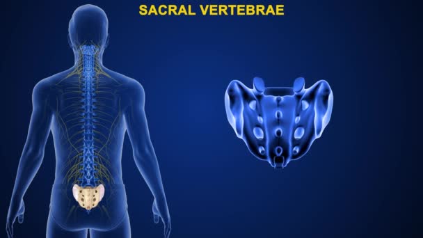 Vértebras Coluna Vertebral Humana São Divididas Diferentes Regiões Que Correspondem — Vídeo de Stock