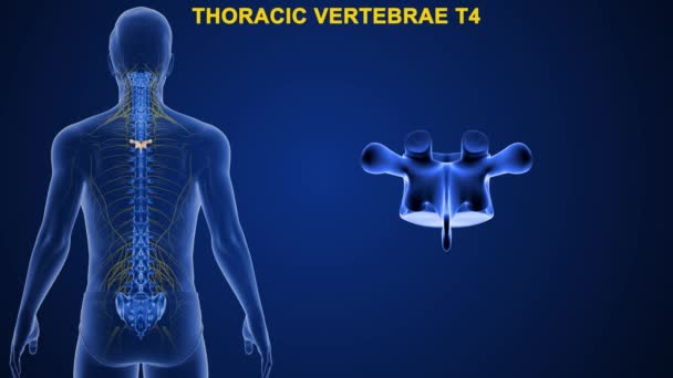 ヒトの脊椎の列の頂点は 脊髄の列の曲線に対応する異なる領域に分割される 関節椎の名前は以下の通りです 青の背景の3Dイラスト — ストック動画
