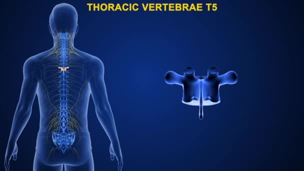 Vértebras Coluna Vertebral Humana São Divididas Diferentes Regiões Que Correspondem — Vídeo de Stock