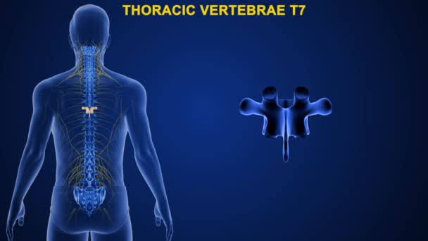 Las Vértebras Columna Vertebral Humana Dividen Diferentes Regiones Que Corresponden — Vídeo de stock