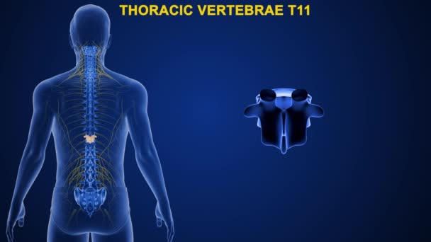 Las Vértebras Columna Vertebral Humana Dividen Diferentes Regiones Que Corresponden — Vídeo de stock