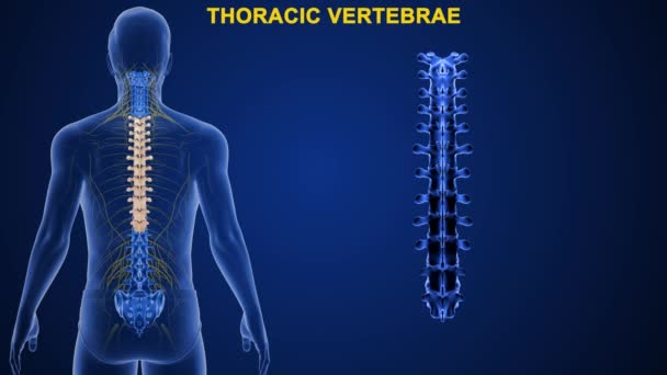 Vértebras Coluna Vertebral Humana São Divididas Diferentes Regiões Que Correspondem — Vídeo de Stock