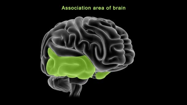 Anatomía Del Cerebro Humano Ilustración — Vídeo de stock