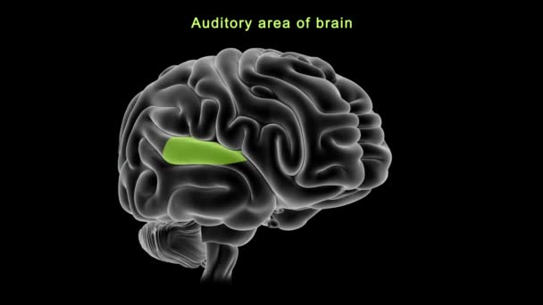 Anatomía Del Cerebro Humano Ilustración — Vídeo de stock