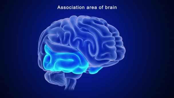 Анатомия Человеческого Мозга Иллюстрация — стоковое видео