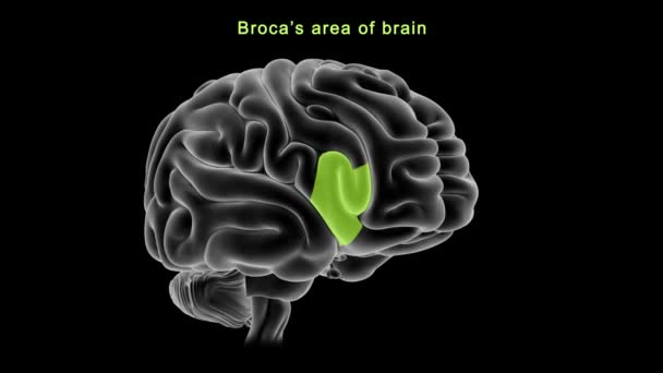 Anatomía Del Cerebro Humano Ilustración — Vídeos de Stock