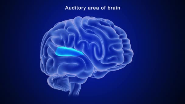 Anatomie Des Menschlichen Gehirns Illustration — Stockvideo