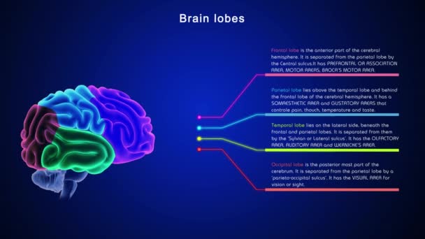 Anatomía Del Cerebro Humano Ilustración — Vídeos de Stock