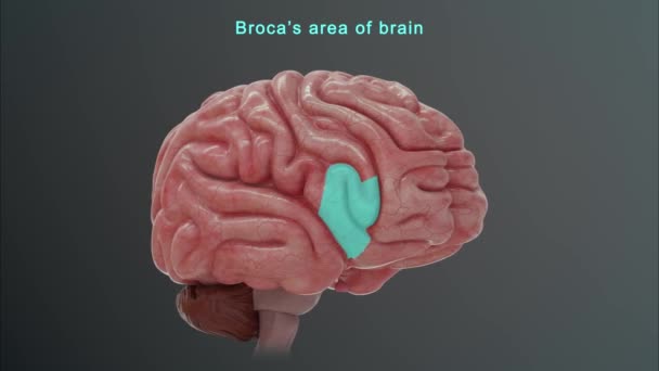 Anatomía Del Cerebro Humano Ilustración — Vídeos de Stock