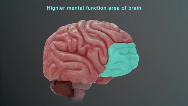 Ανθρώπινη Ανατομία Του Εγκεφάλου Εικονογράφηση — Αρχείο Βίντεο