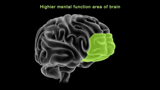 Анатомія Людського Мозку Ілюстрація — стокове відео