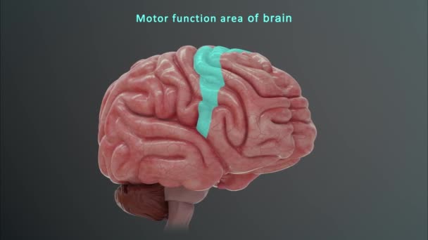 Mänsklig Hjärnanatomi Illustration — Stockvideo
