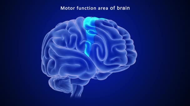 Anatomia Ludzkiego Mózgu Ilustracja — Wideo stockowe