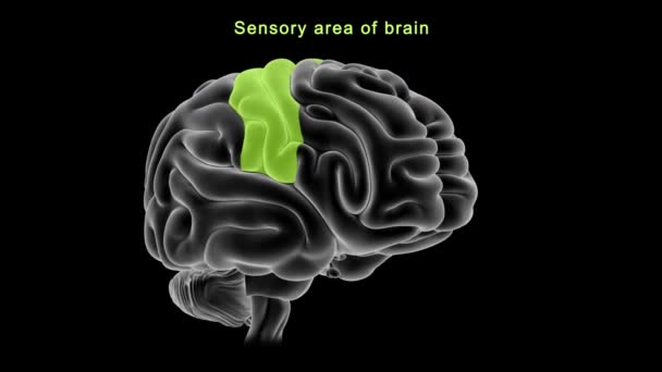 Anatomía Del Cerebro Humano Ilustración — Vídeo de stock