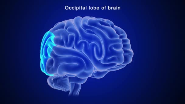 Anatomia Del Cervello Umano Illustrazione — Video Stock