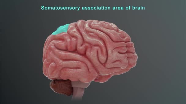 人間の脳の解剖学 3Dイラスト — ストック動画
