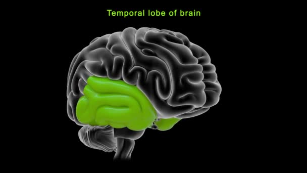 Anatomia Del Cervello Umano Illustrazione — Video Stock