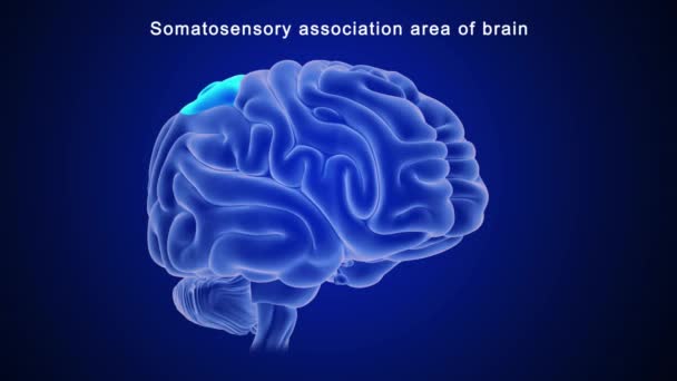 Anatomía Del Cerebro Humano Ilustración — Vídeos de Stock