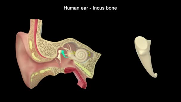 人間の耳解剖学 3Dイラスト — ストック動画