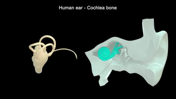 Anatomía Del Oído Humano Ilustración — Vídeo de stock