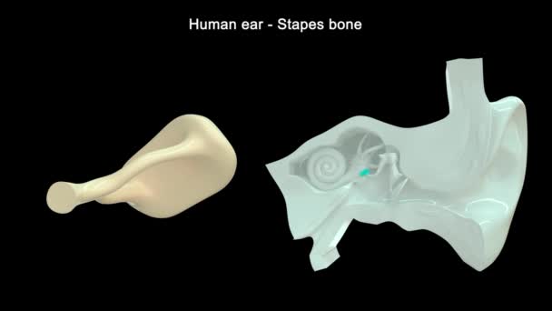 Menselijke Ooranatomie Illustratie — Stockvideo