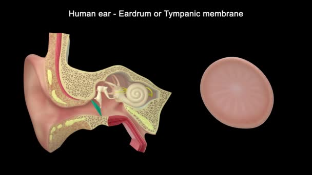 Anatomía Del Oído Humano Ilustración — Vídeo de stock