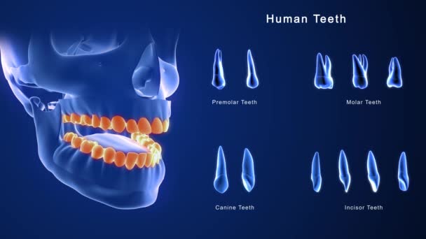 Anatomie menschlicher Zähne. 3D-Illustration