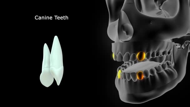 Anatomia Dos Dentes Humanos Ilustração — Vídeo de Stock