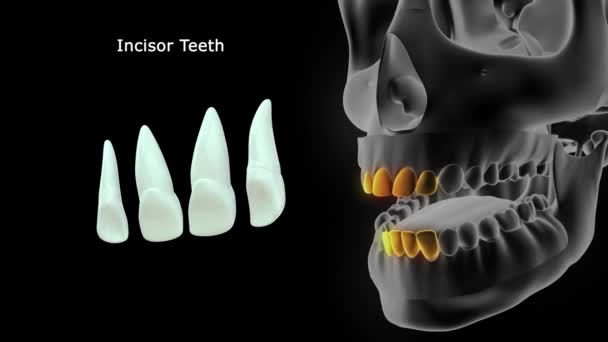 Människans Tänder Anatomi Illustration — Stockvideo