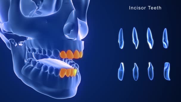Anatomie Van Menselijke Tanden Illustratie — Stockvideo