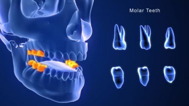 insan dişleri anatomisi. 3D çizim