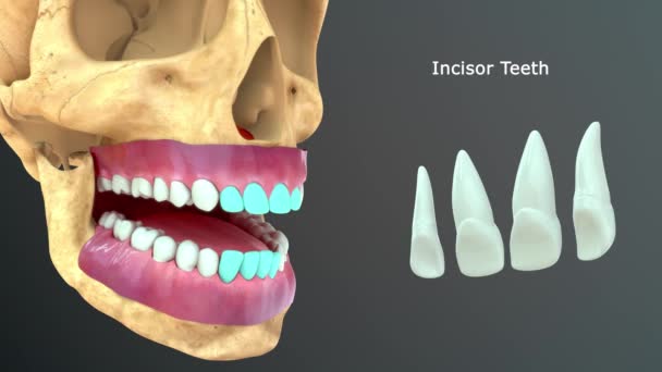 Ανθρώπινα Δόντια Ανατομία Απεικόνιση — Αρχείο Βίντεο