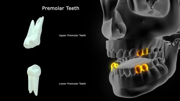 Anatomie Des Dents Humaines Illustration — Video