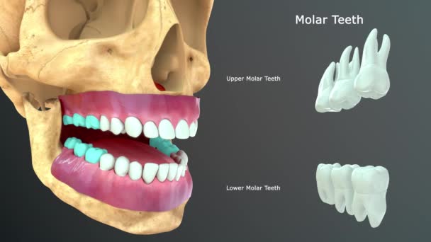 Anatomie Des Dents Humaines Illustration — Video