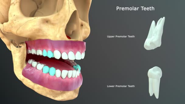 Ανθρώπινα Δόντια Ανατομία Απεικόνιση — Αρχείο Βίντεο