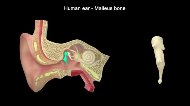 人間の耳の構造映像は — ストック動画